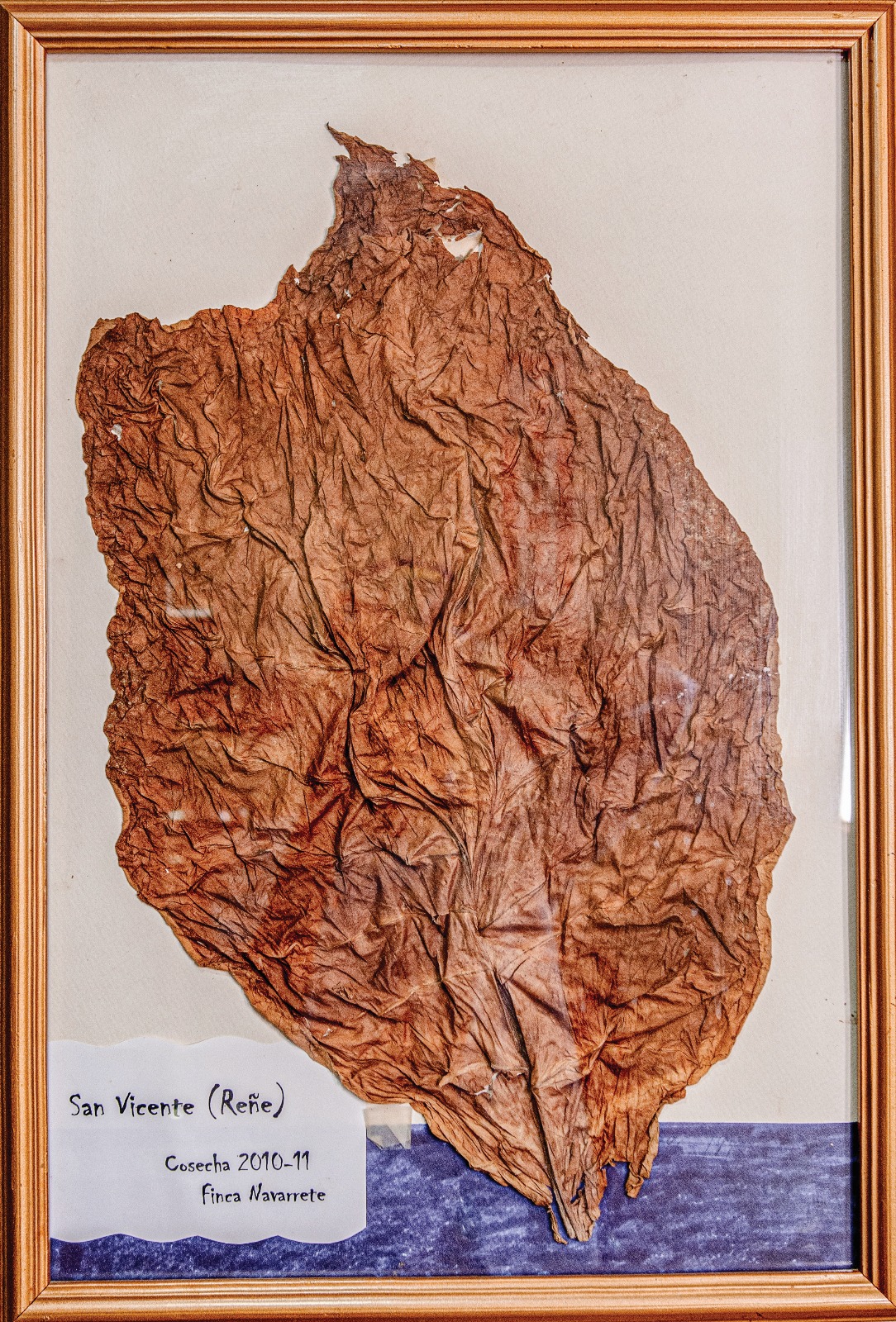A framed San Vicente (Reñe) leaf, harvest 2010-11, Finca Navarrete.