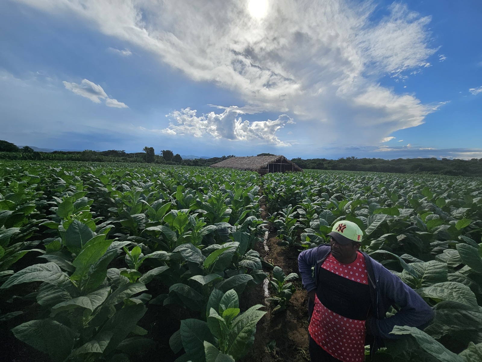 Tío Leo's tobacco field with a traditional bohío curing barn at sunset, Cibao Valley.