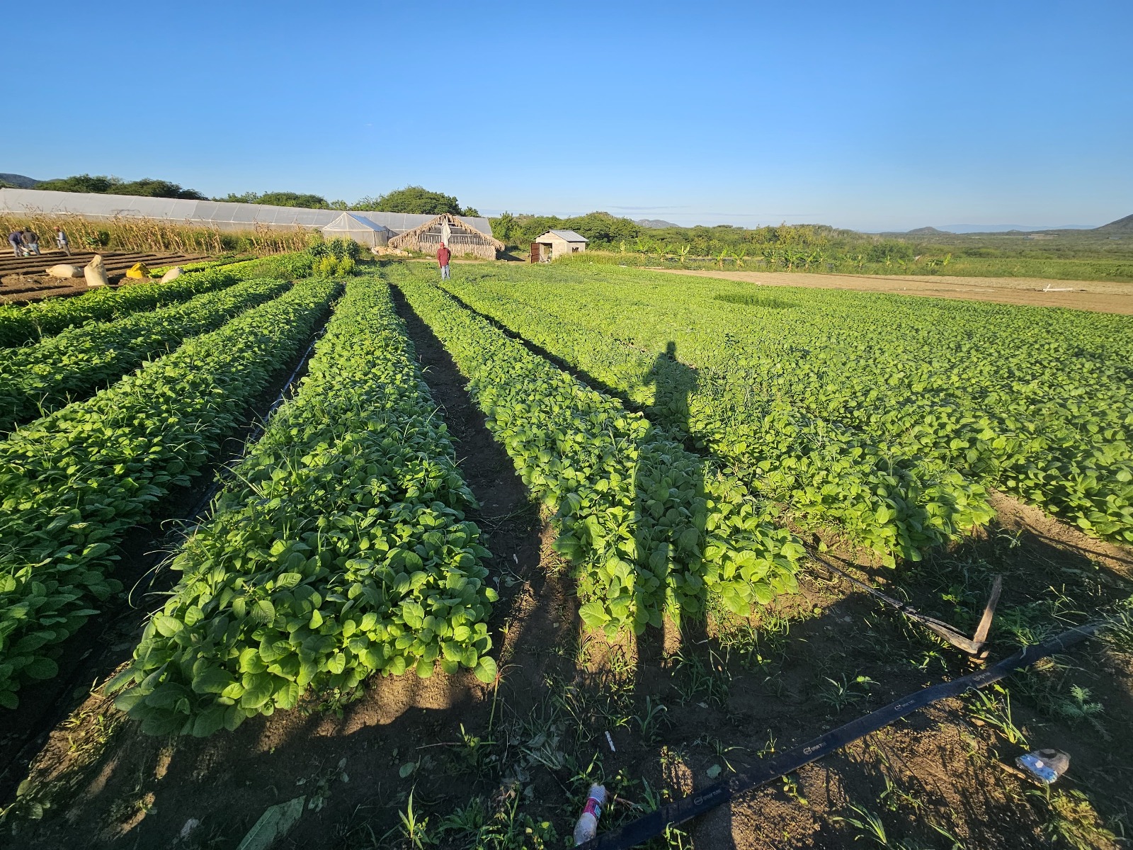 Tío Leo — fifth-generation master grower of the Reyes family