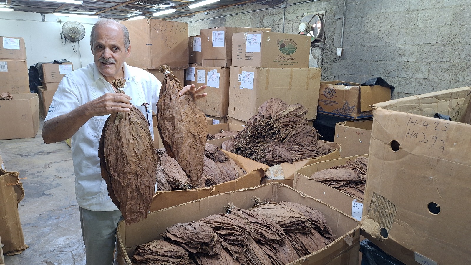 Tío Leo holding two bunches of cured wrapper tobacco.