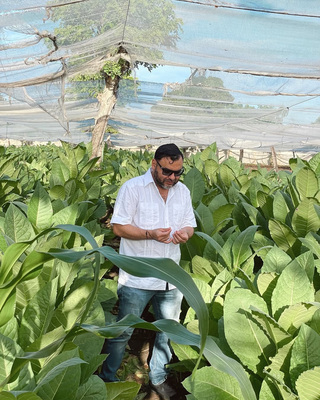 A private journey through Dominican tobacco