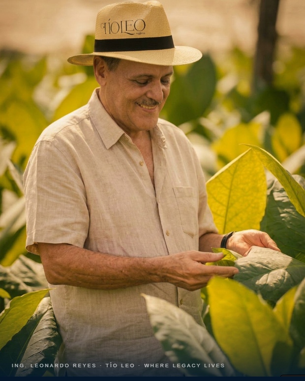Tío Leo reading a tobacco leaf in the field